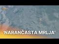 Znanstvenici Su Ga Nazvali Sharktopus A Evo O čemu Je Zapravo Riječ RTL Direkt