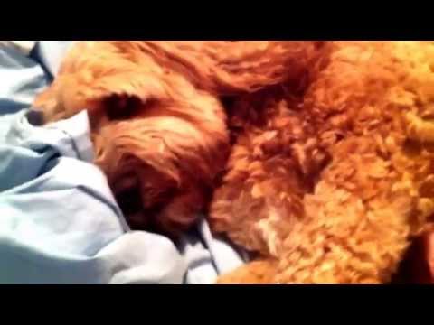 Spoodle with tonsillitis