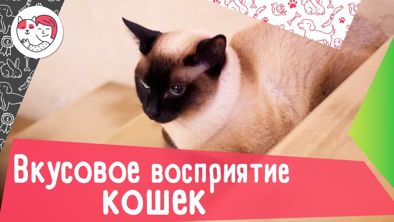 9 интересных фактов о вкусовом восприятии кошек