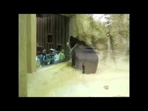 Tibetan Bear In Da Zoo.mp4