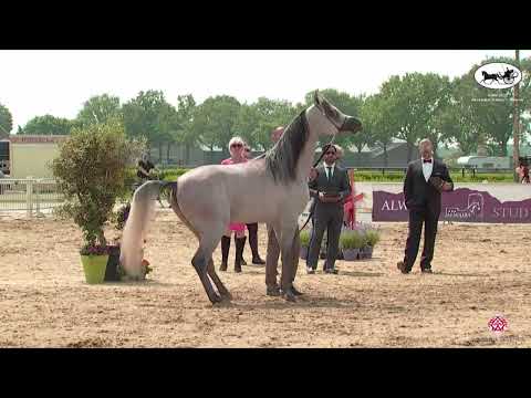 N 107 MADIN AL BAYDAA   AH Weekend 2022   International C Show   Colts 3 Years Old Class 27