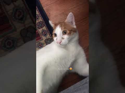 Sanat eseri😍 #catlover