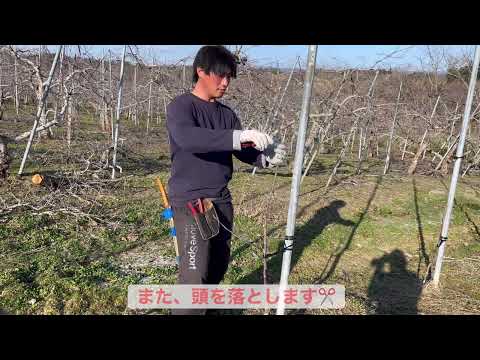 リンゴの木の伐採: 木のサイズごとのヒント 植物