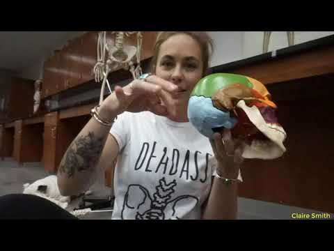 BI207 - Lab 7 - Axial Skeleton