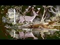Snow White And The Seven Dwarfs Deer 1937 VHS Capture 1