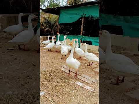 Sound & Aggressivness Rajhans🔥 #duck #rajhans #batak #shorfeeds #shortvideo #shortviral #kids