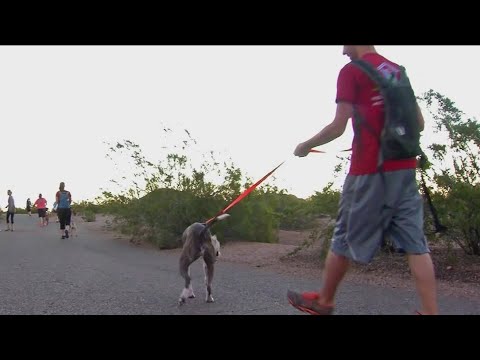Arizonans urged to keep pets away from summer heat | FOX 10 News