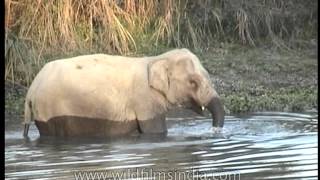 Elephant splashing around in Kaziranga, looking for fish!