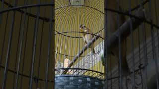 Download lagu paud manyar kembang latihan bunyi mp3 Download lagu paud manyar kembang latihan bunyi mp3