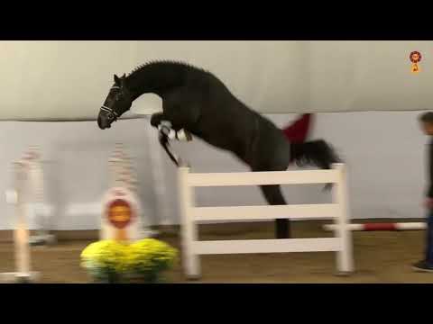 CORNET`S QUAPRICE Cornet Obolensky x Quaprice Bois Margot x Carthago x Lux Z x Pilot