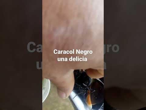 Caracol Negro una delicia