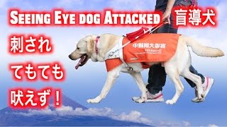 Seeing Eye Dog Attacked / 盲導犬が刺されても吠えず