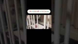目測を誤った犬「全然ボール取れへん」