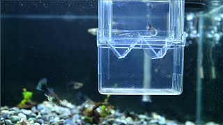 *直播* 蛇紋藍尾母魚生產