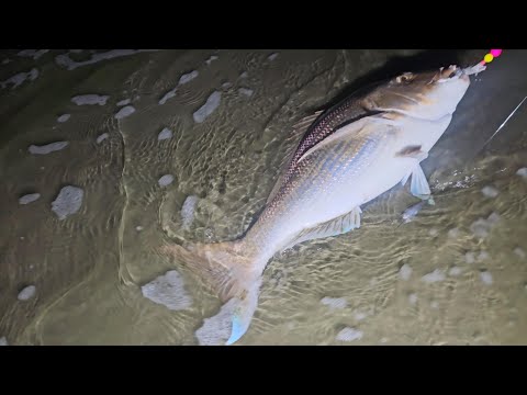 surfcasting at the beach @  Far North NZ