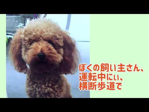 ワンワンU・x・Uお悩み相談室7️⃣〜坂井市「ダンくん」🐶歩行者とドライバー、お互いに思いやりを❣️