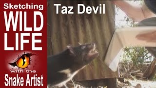 preview picture of video 'Sketching Angry Taz Devil'