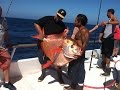 Opah Caught 9 30 14 On The First String