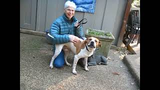 Video preview image #1 Staffordshire Bull Terrier-Unknown Mix Puppy For Sale in Germanton, TN, USA