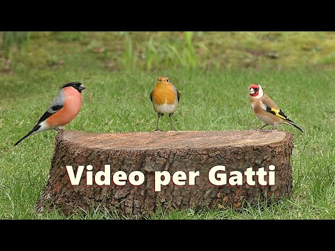 Video per Gatti ~ Incantevoli uccellini