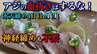 【常識破壊】アジの血抜きはするな！氷天締め4日間で判明した「血抜き無し」が圧倒的に美味い理由