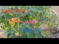 ABDUL KAZI SONG AANEWALA PAL JANE WALA HAI