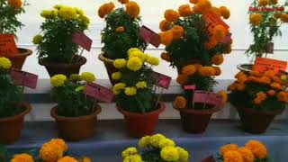 preview picture of video 'Flower show Bongaigaon Refinery Dhaligaon township.'