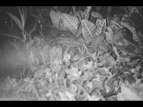 DylanHing - Who ft.Trash Talker [Prod. Toombeats]