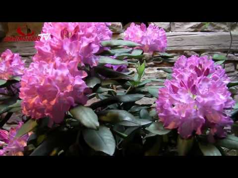 Erlebnisgastronomie Schinderhannes in Waibstadt