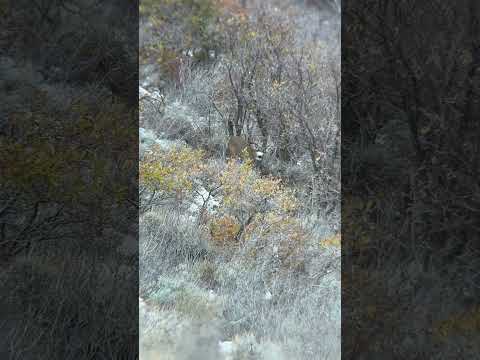 7 PRC Ammo Test-  160 grain Barnes LRX vs Federal 170 grain Terminal Ascent