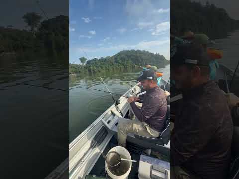 Duble de corvina - Pescaria Rio Teles Pires Paranaíta MT