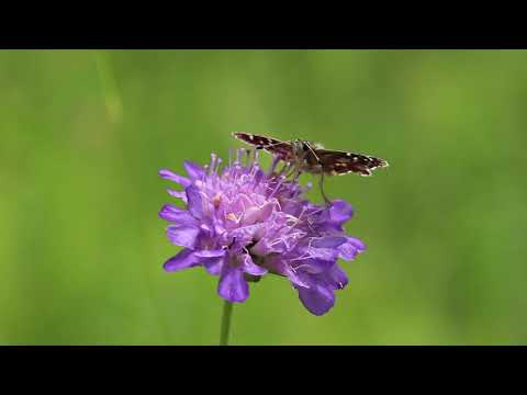 Die Ackerwitwenblume , ein wahrer  Schmetterlingsmagnet