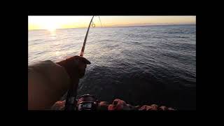 #shorts クロスライド5Gでショアマグロ