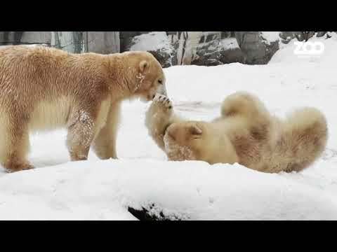 ホッキョクグマが母親の注意を要求 (Polar bear demands mother's attention)