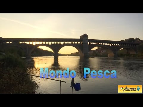 MONDO PESCA - IL PONTE DEI BARBI - FIUME TICINO - PAVIA -  #pescasportiva #pavia #ticino #emozioni