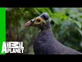 The Path To This Bird's Heart Is Paved With Peanuts | The Zoo