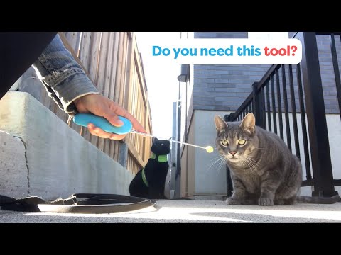 Cat Training 101 – Why You Need A Clicker!