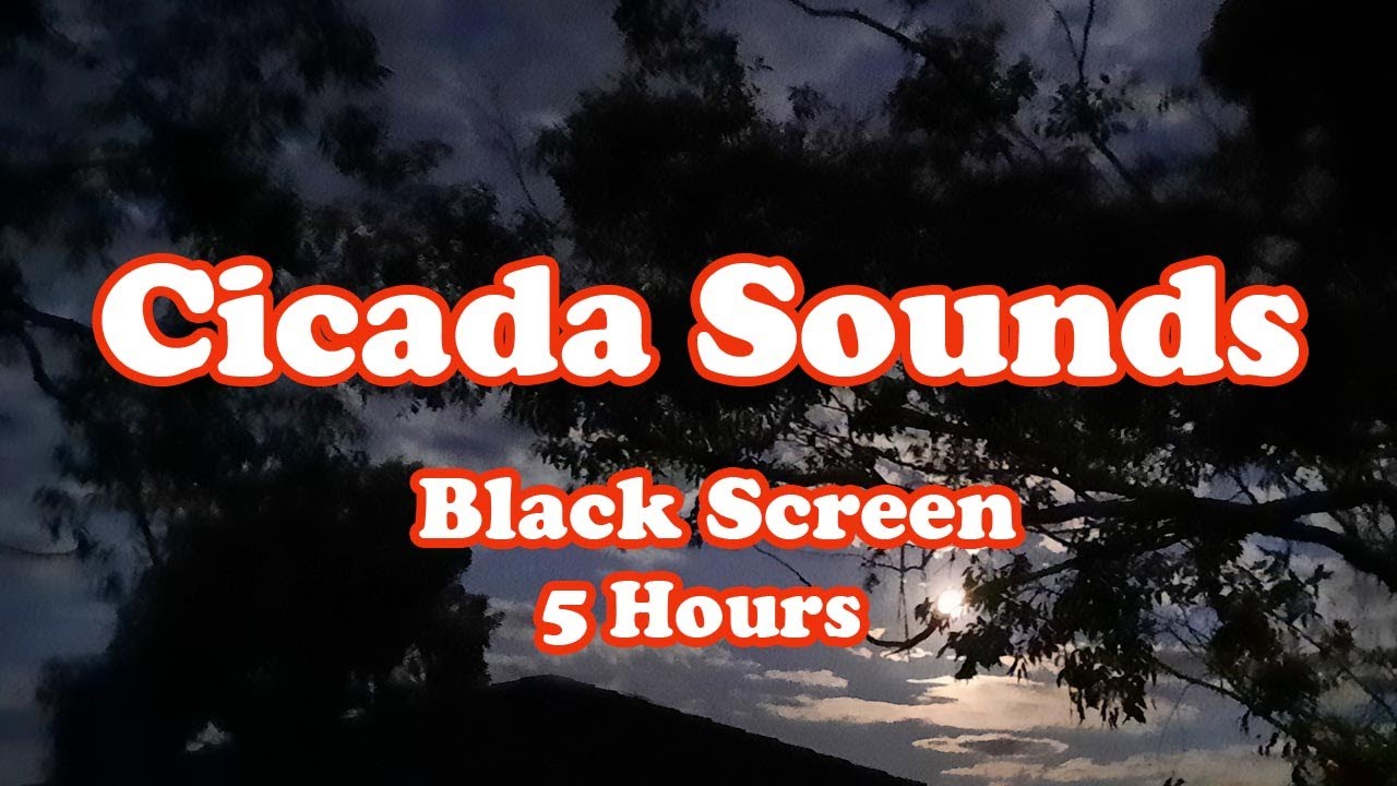 Cicada Sounds - Black Screen - 5 Hours - ASMR