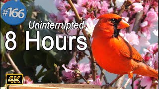 Uninterrupted Cat TV 😻 8 Hours of Birds 🐦 Squirrels 🐿TV for Cats Fluttering Wings No Ads