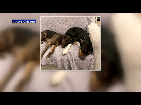 PAWS Dog Of The Week: Pippa