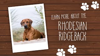 Rhodesian Ridgeback