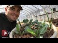Goat Manure Container Experiment 3 Week Update