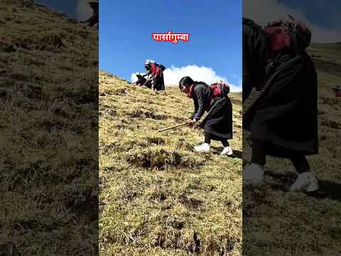 "Himalayan Herbes  Yarsagumba ( Cordyceps ) " 🤩 ! #shorts #himalayas  #yarsagumba