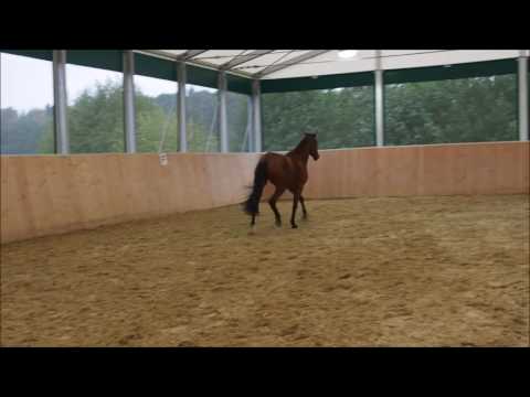 Vidal, 3j Wallach v Vitalis x K2 zu verkaufen in Warendorf