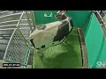 Watch A Cow Use A Bathroom Stall Science News