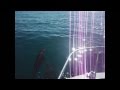 Dolphin Escort HD