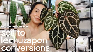 plant room repot & hang 💚 / anthurium soil to pon conversion
