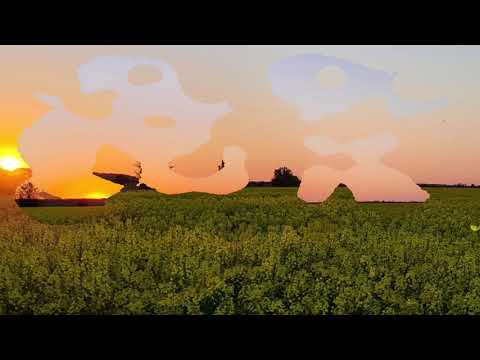 Apusul Morgan în lanul cu rapiță