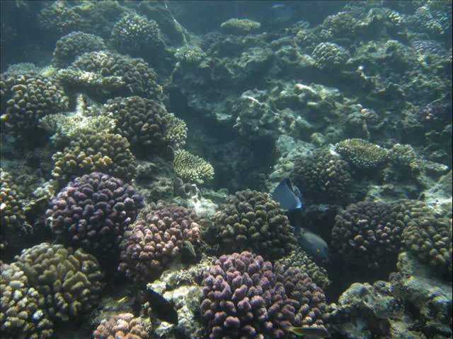 Jeddah - KSA - Scuba Diving - Blue Reef Divers