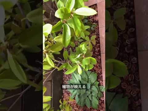 plantes-couvre-sol-marguerites-fleurs-marches-pierre-naturelle